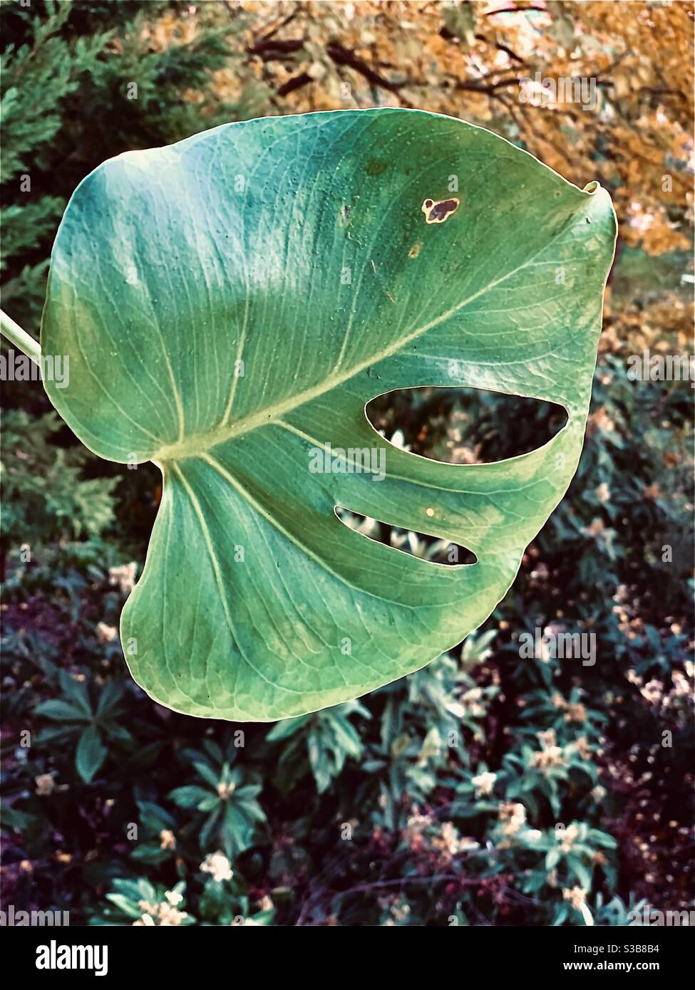 Monstera leaf with fungus disease Stock Photo