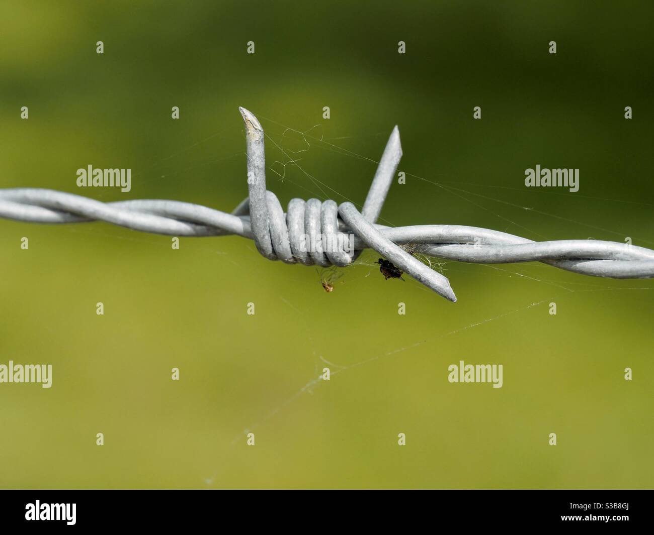 A close up of a barbed wire fence Stock Photo Alamy