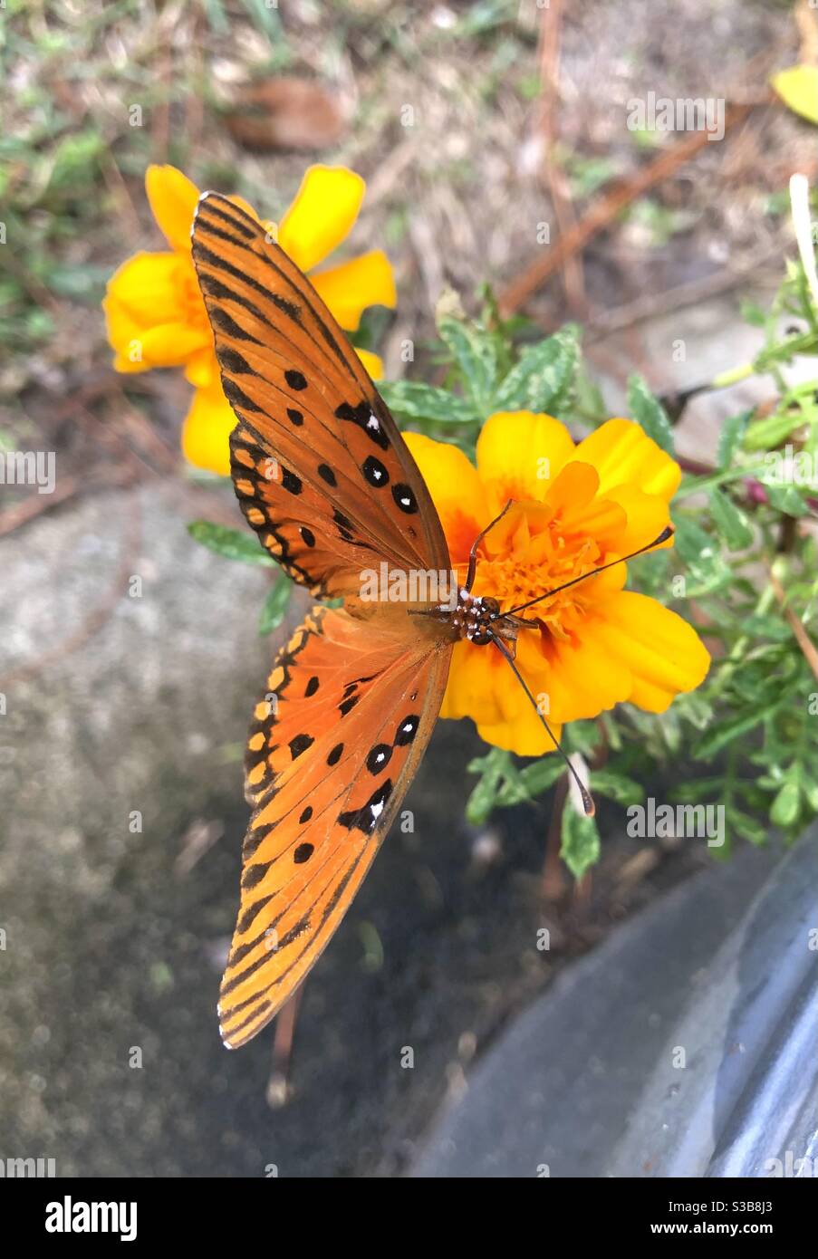 Gulf Fritillary butterfly with wide opened wings on marigold flower in coastal Georgia Stock Photo
