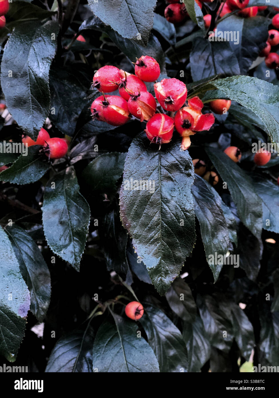 Winter tree - Smartphone Captured Stock Image