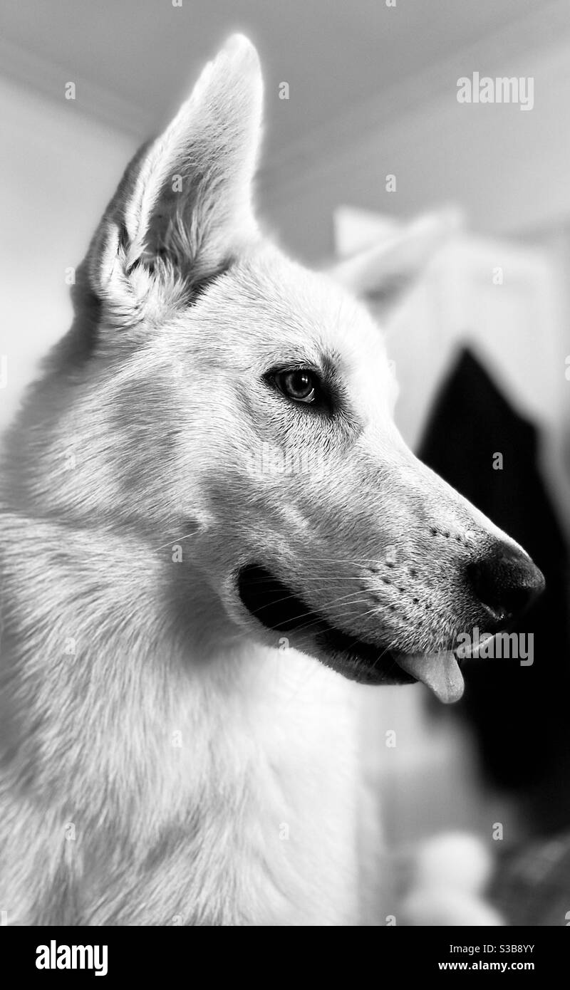 Black and white portrait of a 6 month old German shepherd malamute husky mix puppy looking alert and mischievous with her tongue poking out Stock Photo