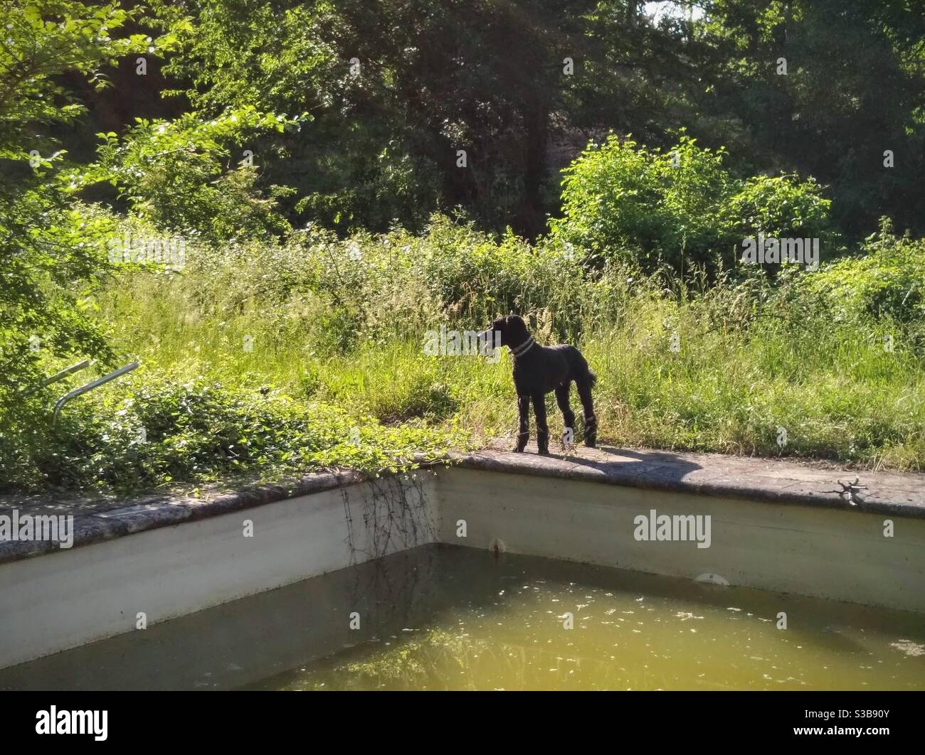 Standard poodle dog standing in front of a swimming pool. Stock Photo