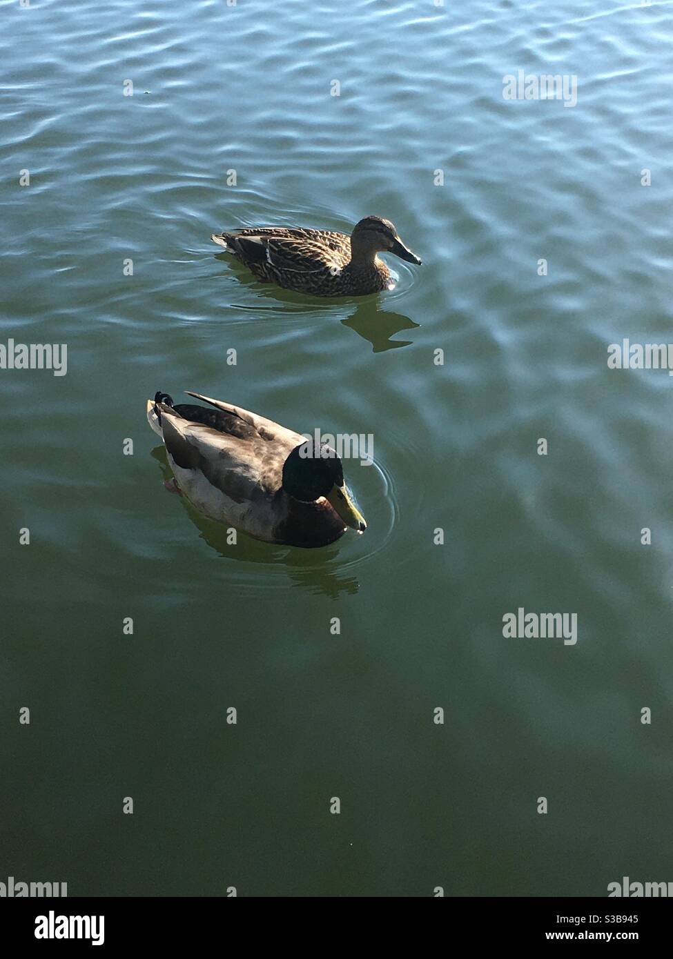 Duck couple in Ego Alley. Annapolis, Maryland. Stock Photo