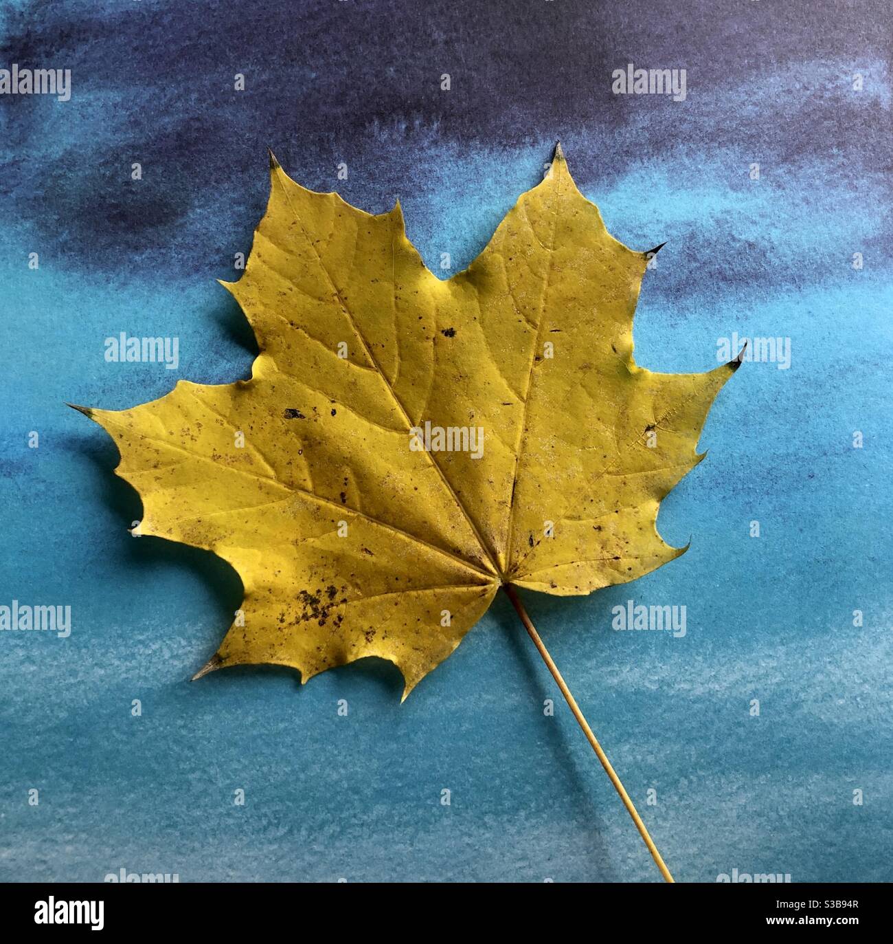 Single yellow autumn leaf on a blue background Stock Photo