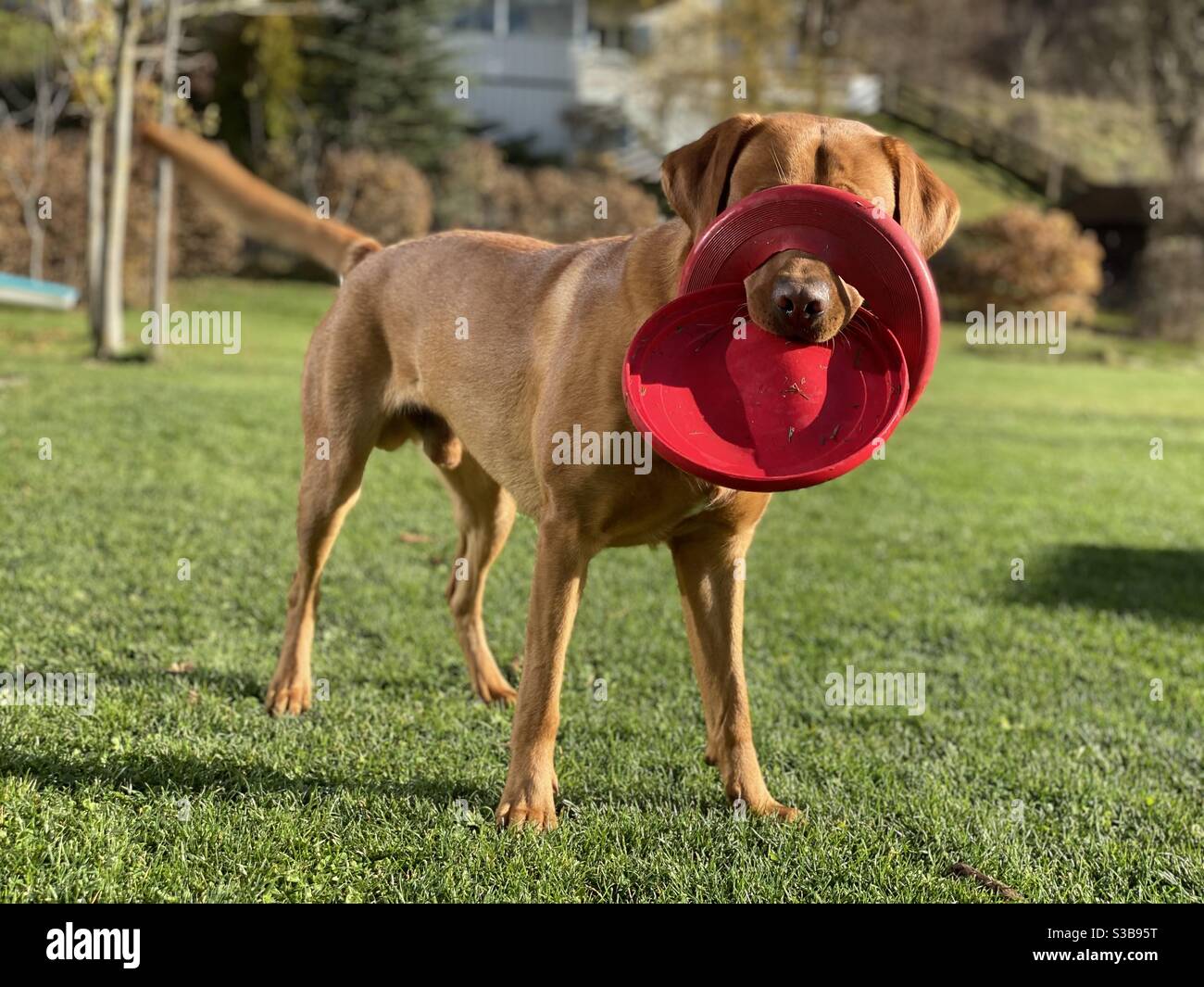 Red brown Labrador retriever playing fetch in the garden on a sunny autumn day Stock Photo