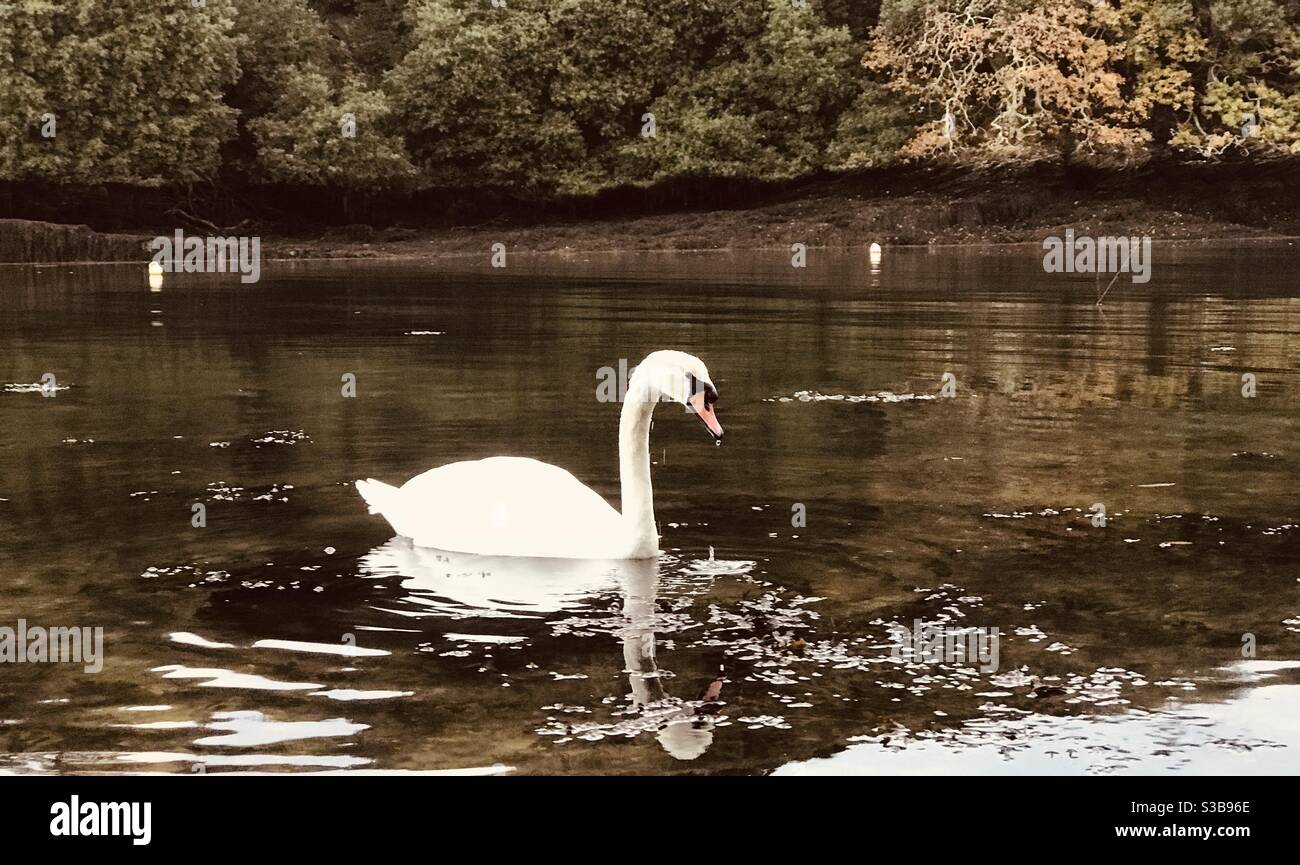 solitary pensive swan in Pill Creek - Smartphone Captured Stock Image