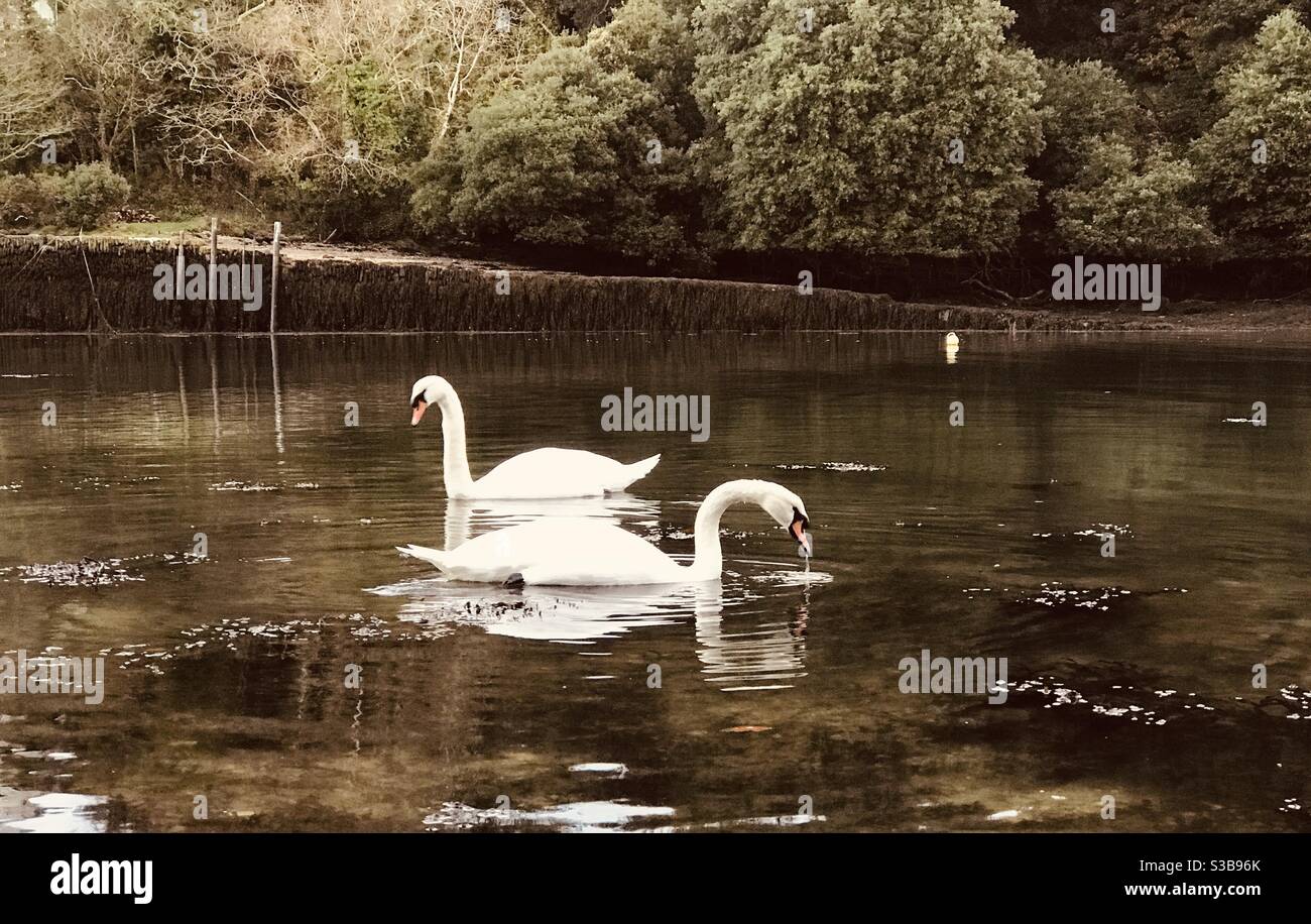 two swans foraging in Pill Creek - Smartphone Captured Stock Image