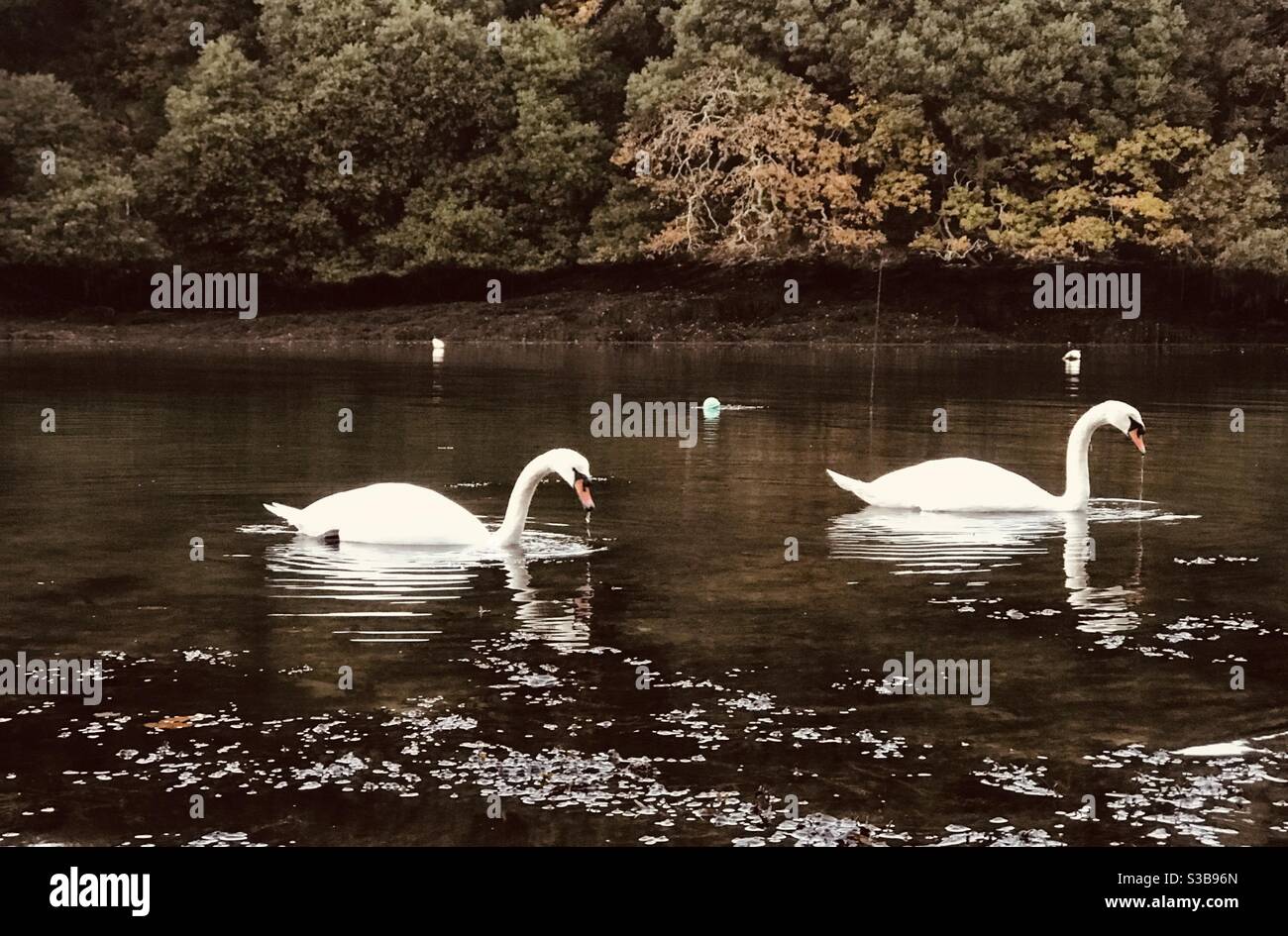 a pair of swans on patrol in Pill Creek - Smartphone Captured Stock Image