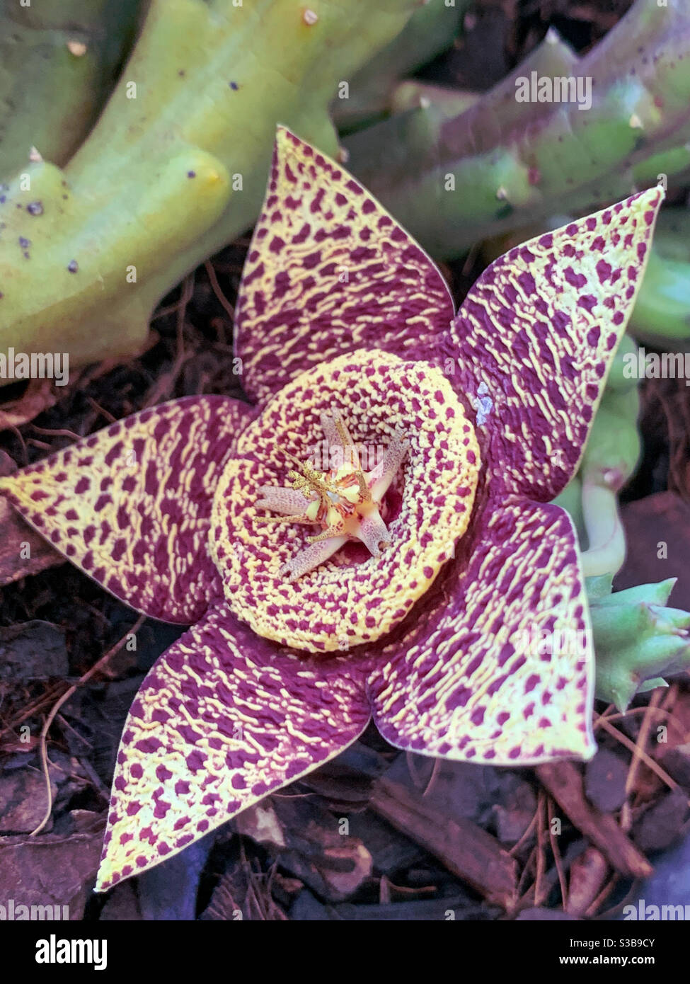 What a star! The variegated yellow and maroon Stapelia flower or starfish plant is a strange succulent that looks stunning but smells like rotting meat to attract flies Stock Photo