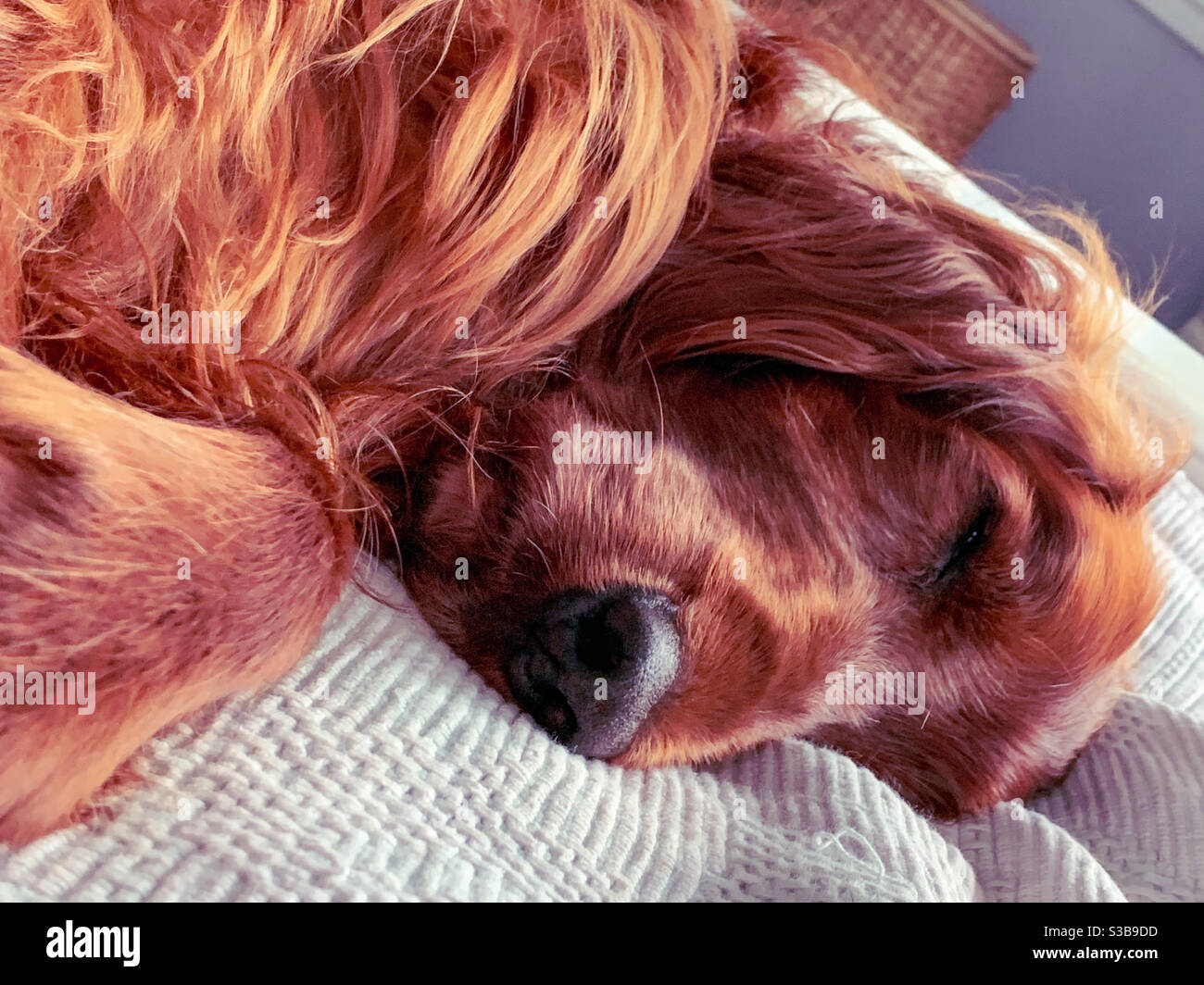 Let sleeping dogs lie. Sleepy, a Red Setter dog enjoying his nap - Smartphone Captured Stock Image