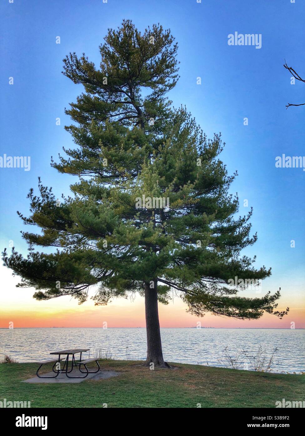 Lone pine tree on the waterfront. - Smartphone Captured Stock Image