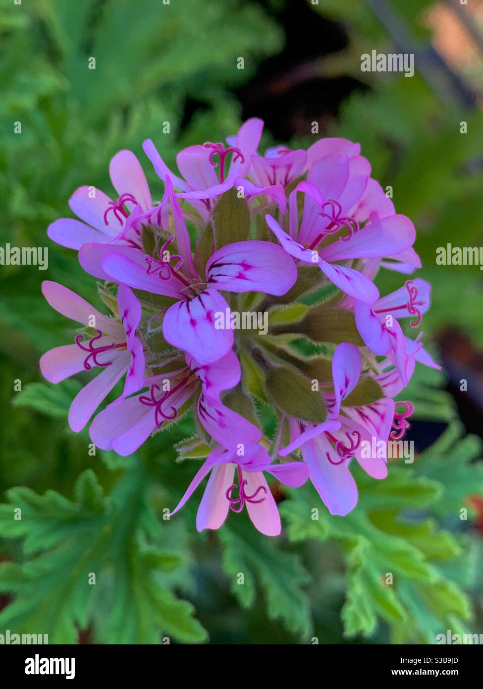 A Delicate cluster of pink  pelargonium flowers against the green foliage Stock Photo