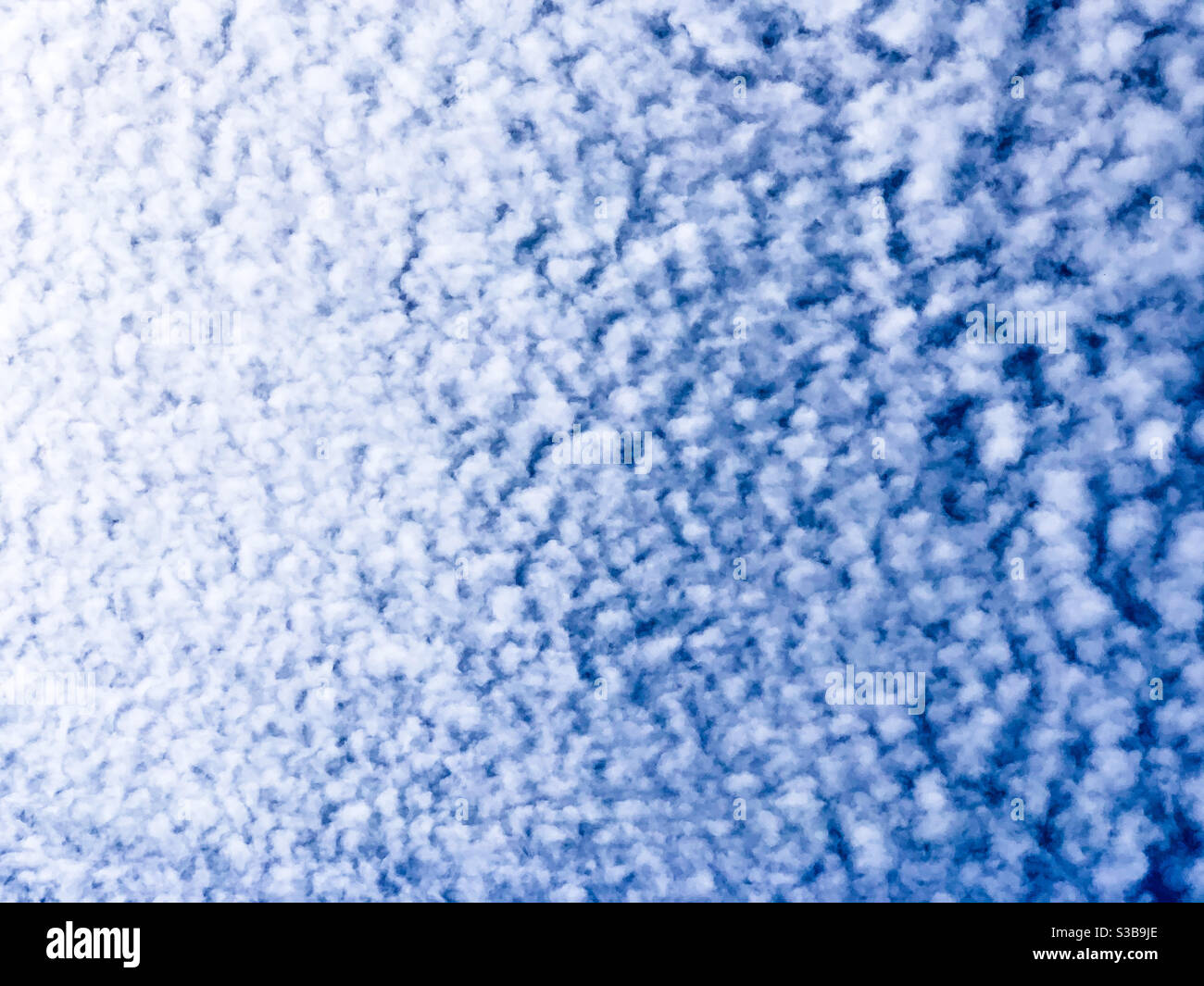 Like s sea of cotton wool, these Cirrocumulus Clouds hint at the blue sky underneath - Smartphone Captured Stock Image