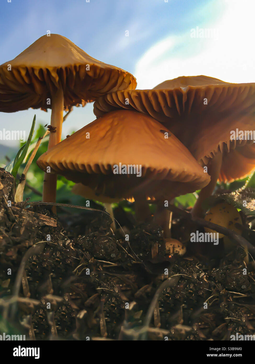 fairy tale mushrooms wax cap mushroom Stock Photo