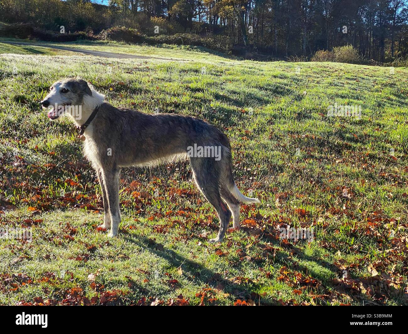 Lurcher Dog in sunshine - Smartphone Captured Stock Image