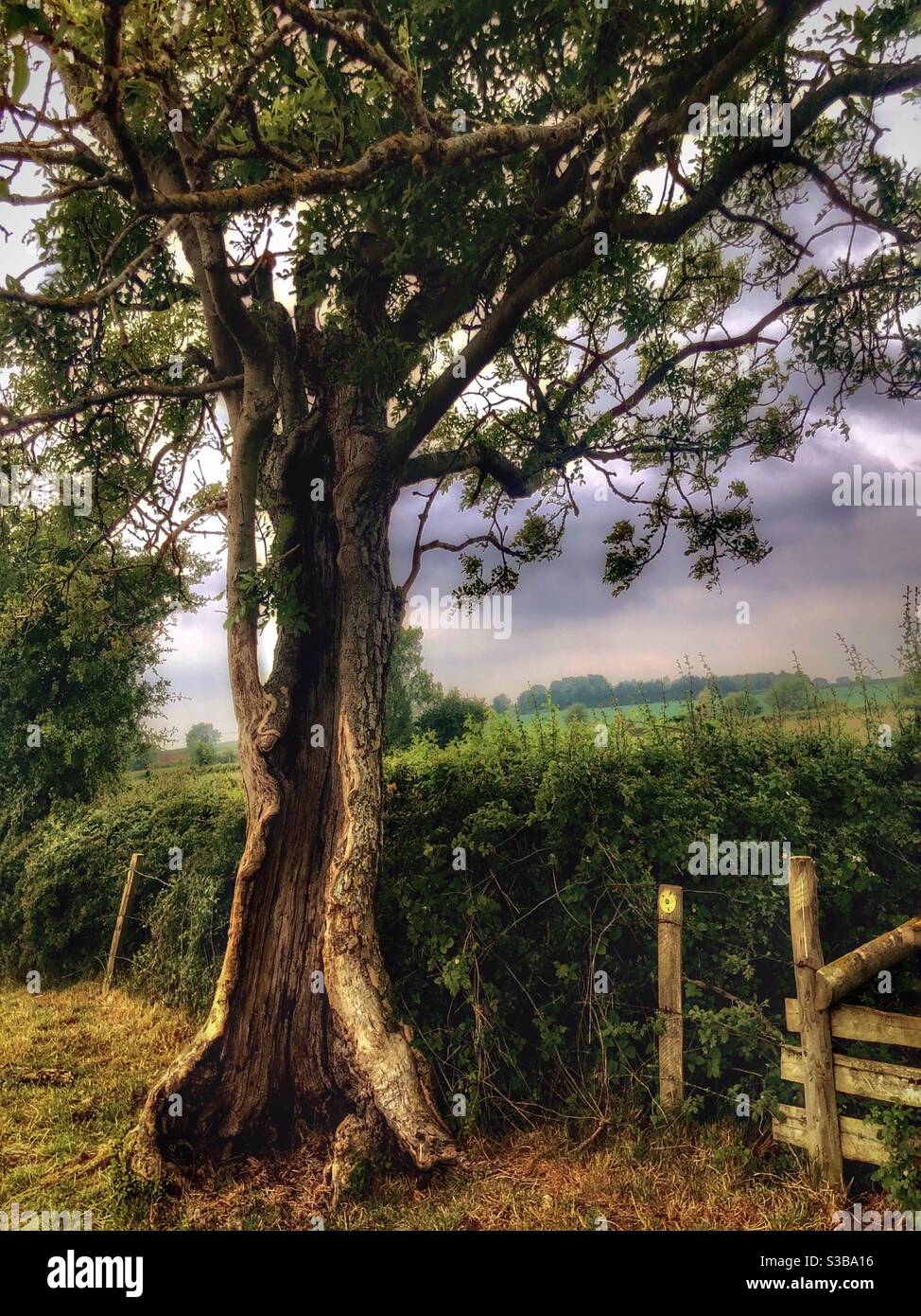 Tree Hollow Stock Photo Alamy