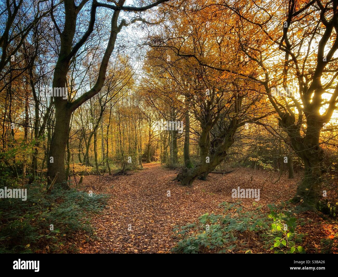 Autumn sunlight on a woodland path. - Smartphone Captured Stock Image