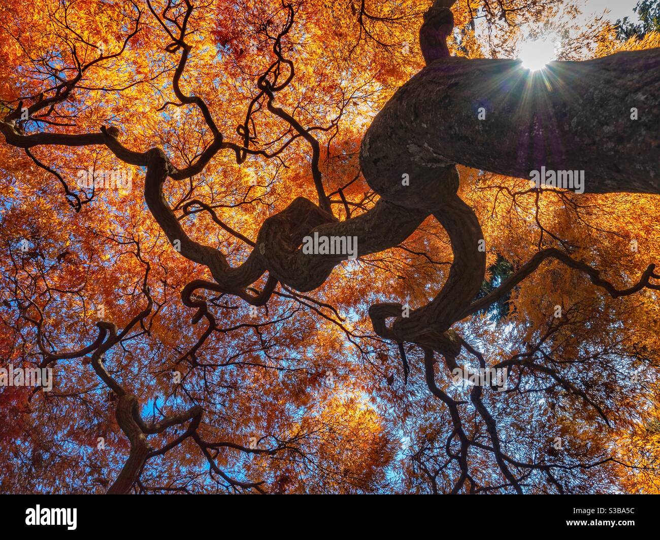 Orangeola Japanese Maple in Autumn - Smartphone Captured Stock Image