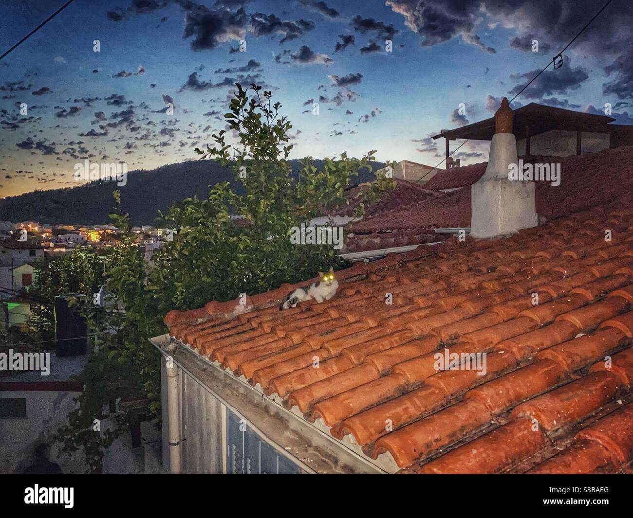 Night view with cat resting on a red roof in Skiathos town Stock Photo - Alamy Night view with cat resting on a red roof in Skiathos town Stock Photo - Alamy