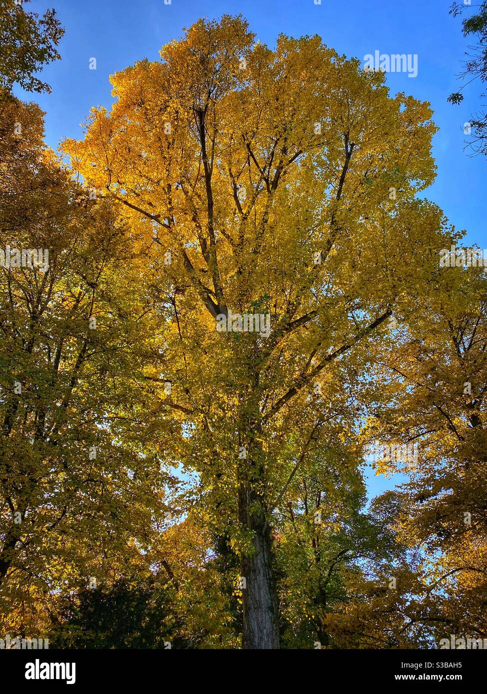 Autumn colored tree in Fideliopark in Munich. - Smartphone Captured Stock Image
