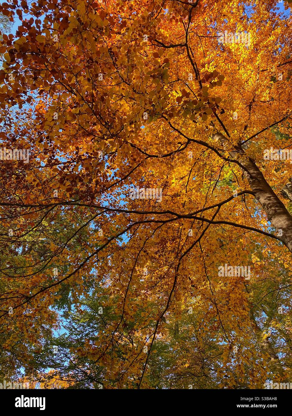 Looking up at orange colored autumn tree. - Smartphone Captured Stock Image