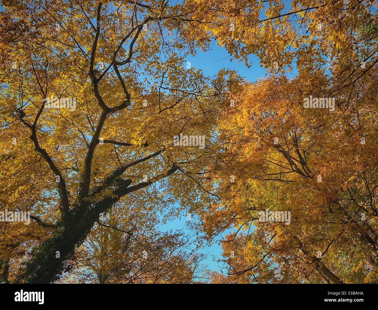 Looking up at autumn colored trees and blue sky. - Smartphone Captured Stock Image