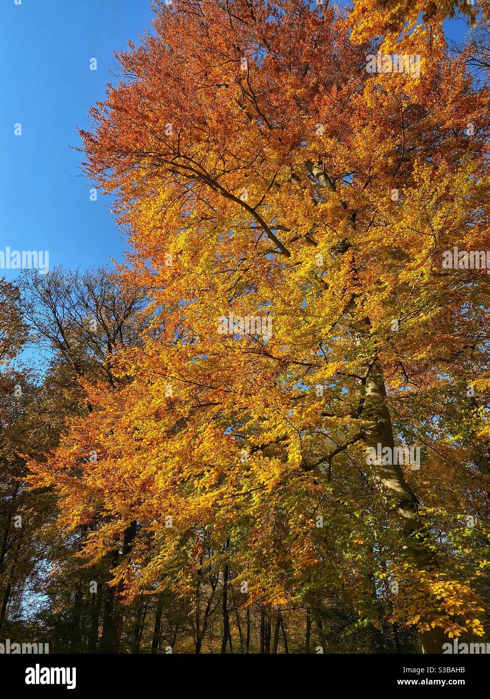 Bright autumn colored tree in a park in Munich. - Smartphone Captured Stock Image