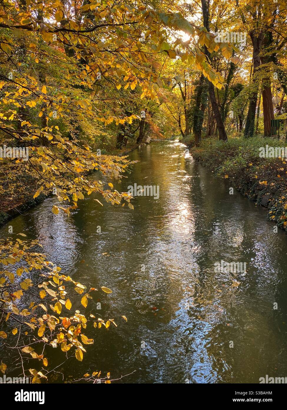 Stream of water surrounded by autumn trees in Englischer Garten (Engish Garden) in Munich. - Smartphone Captured Stock Image