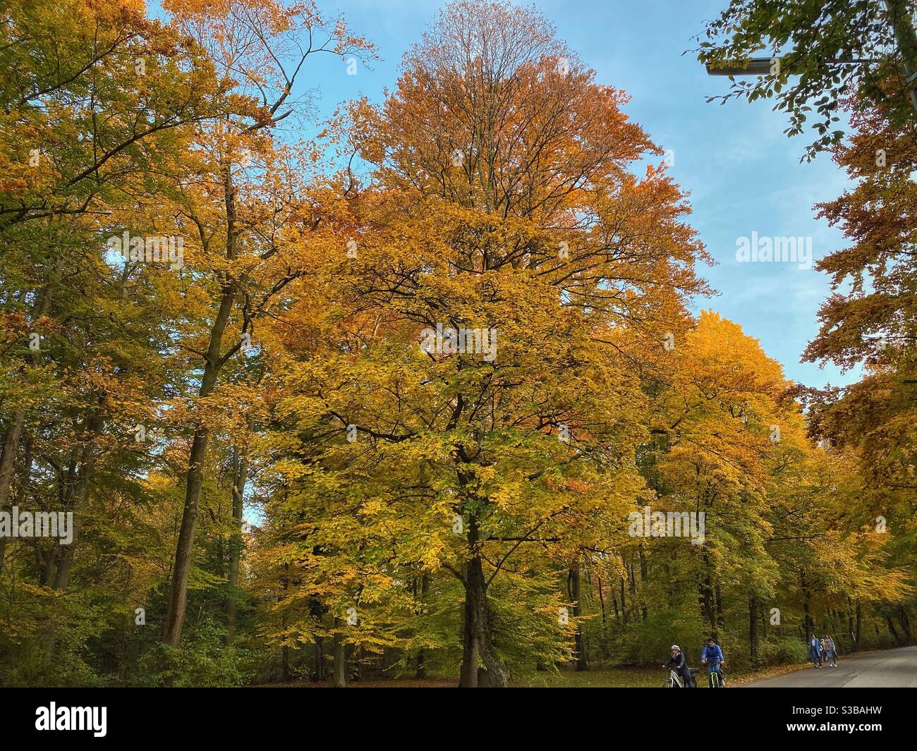 Autumn colored trees in Englischer Garten park in Munich. - Smartphone Captured Stock Image