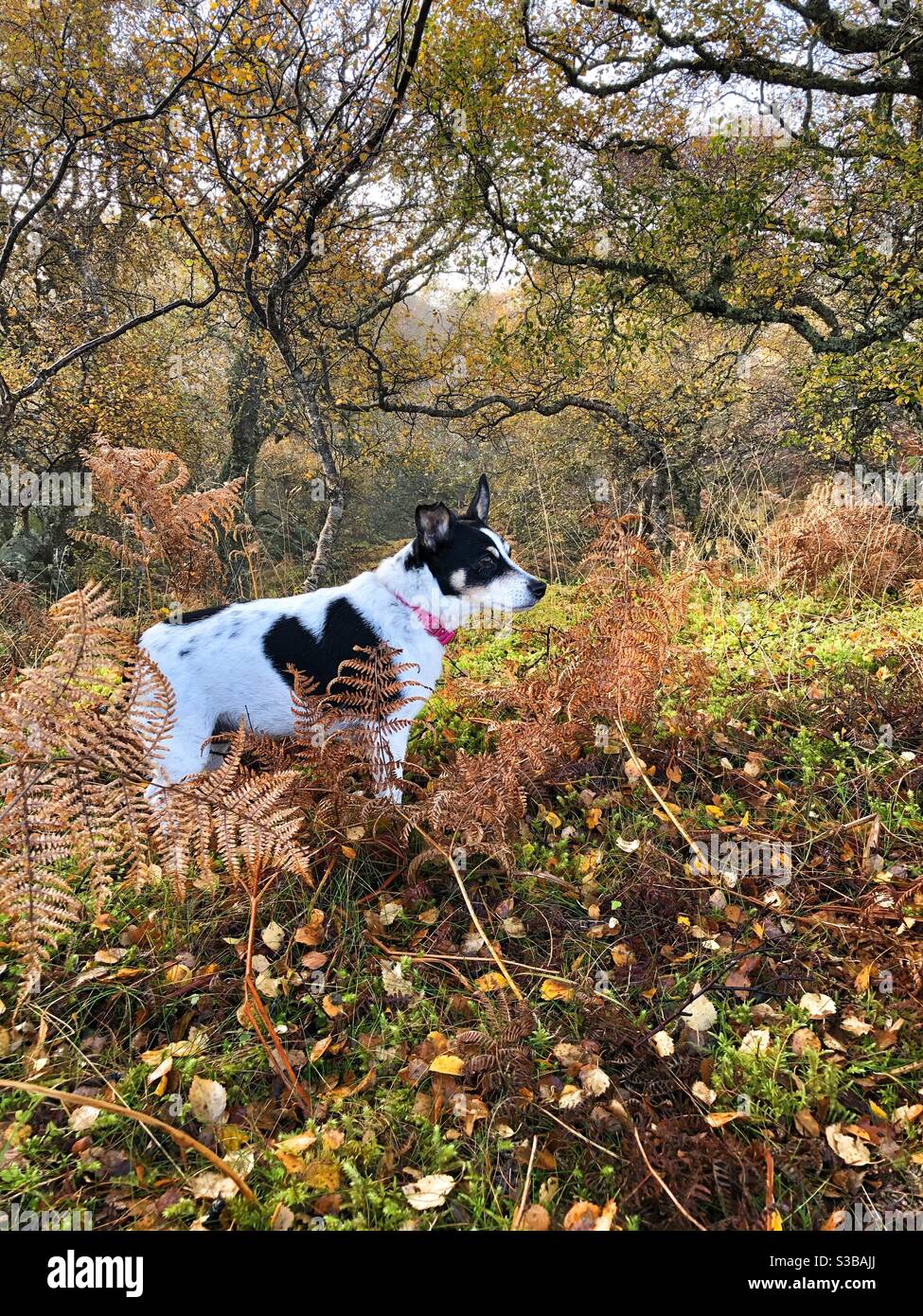 Small jack Russell dog in golden autumn woodland colours Stock Photo