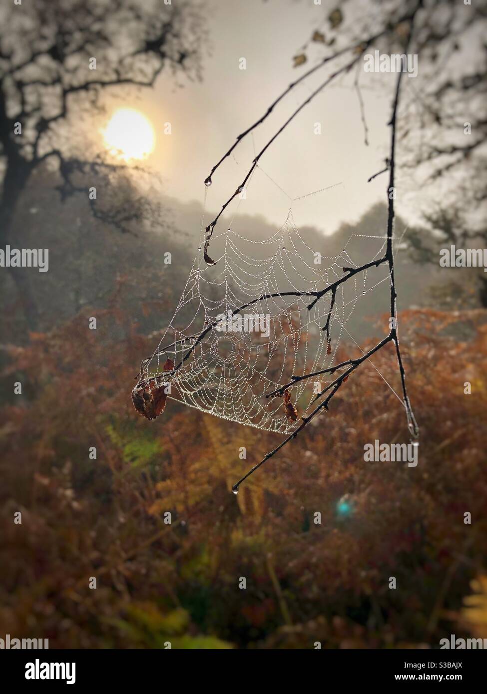 Golden autumn Sunrise cobweb in the dew - Smartphone Captured Stock Image