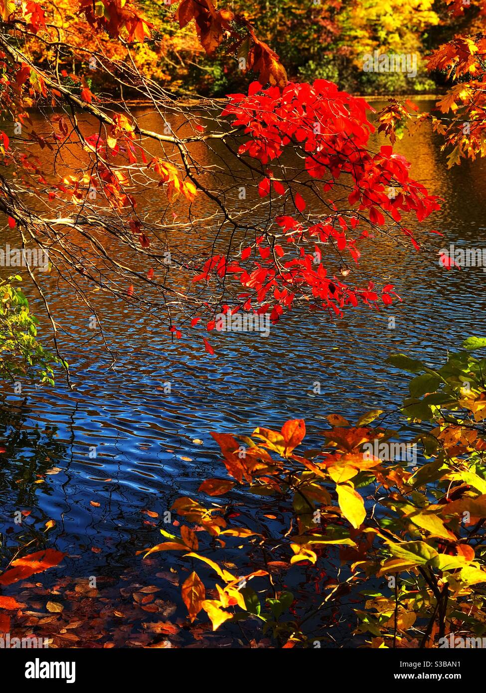 Fall colors in the park. Stock Photo