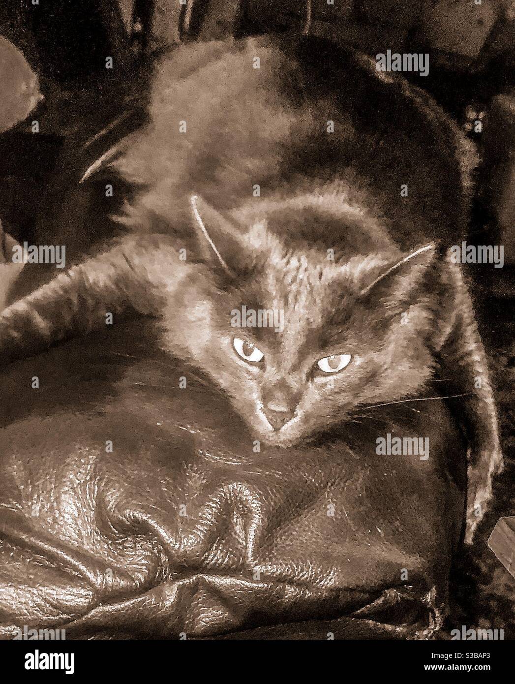 Cabin fever hires stock photography and images Alamy