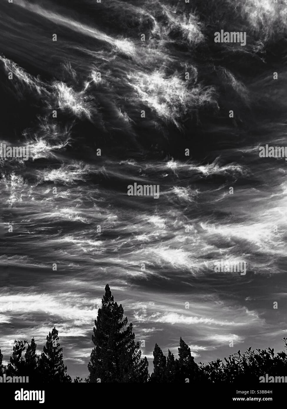 Cirrus clouds over evergreens, in black and white Stock Photo - Alamy