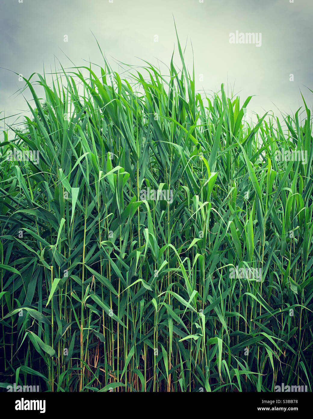 Vegetation - Smartphone Captured Stock Image