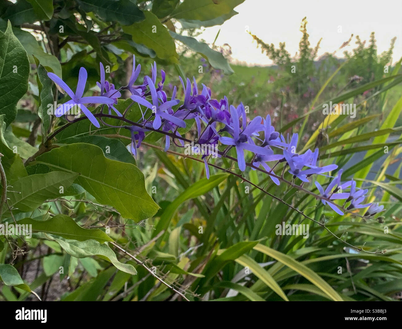 A spray of brilliant purple flowers of a Petrea or fake Wisteria vine against the green foliage of an Australian garden in the late spring afternoon Stock Photo