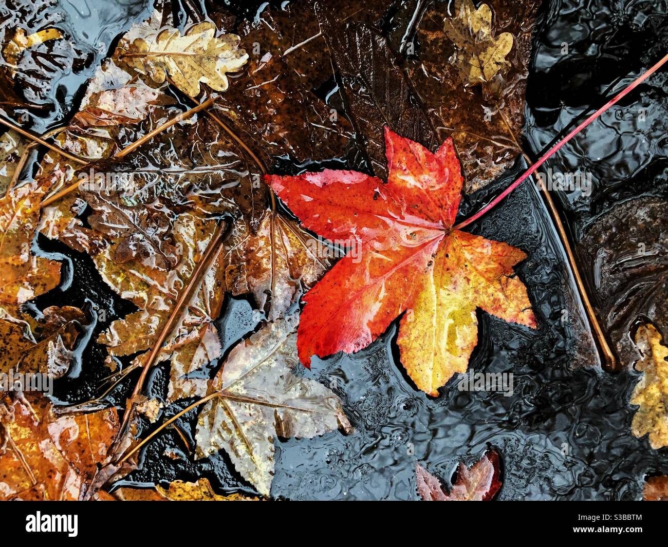 Colourful maple leaf on wet footpath in autumn. - Smartphone Captured Stock Image