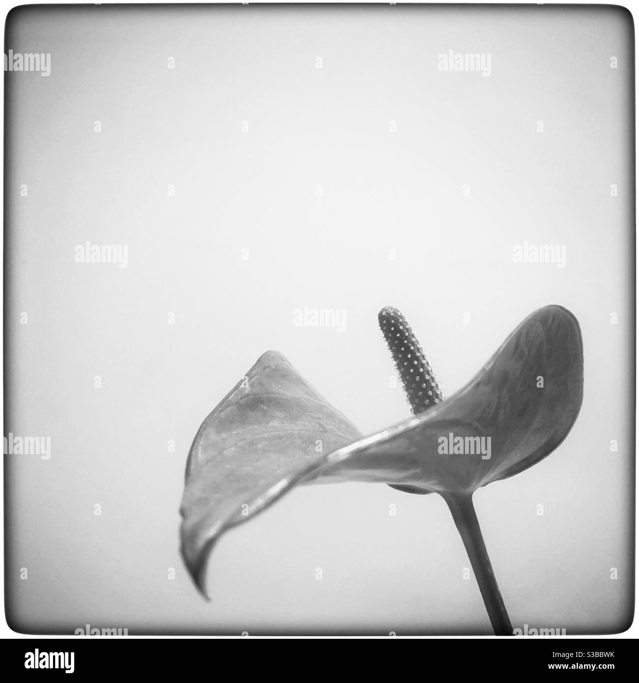 Artistic closeup black and white photo of a single anthurium flower against a plain, framed background. - Smartphone Captured Stock Image