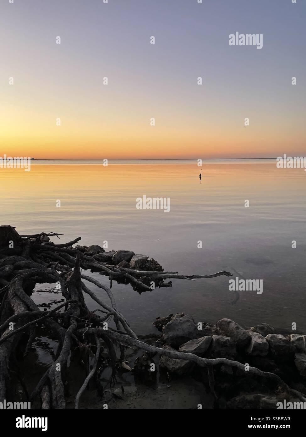 Large tree roots with sunset skies and a heron silhouette over bay water - Smartphone Captured Stock Image
