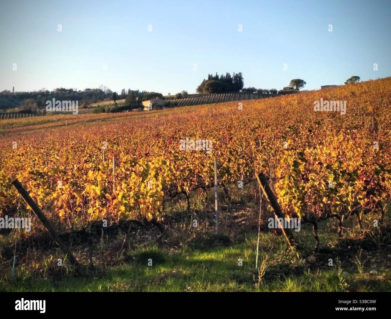 Vineyard in Chianti area in fall season in Tuscany Stock Photo