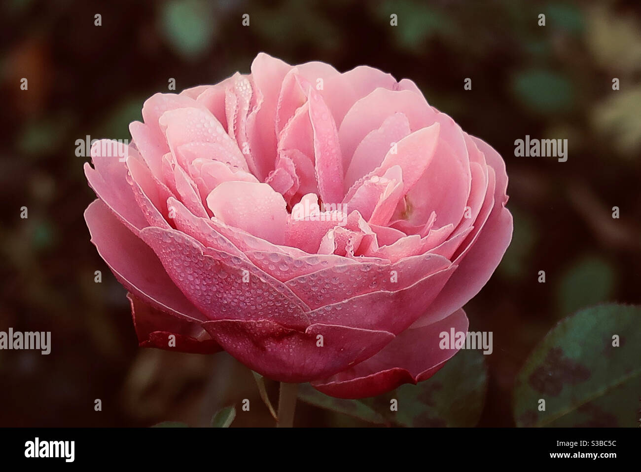 Closeup of pink rose flower Stock Photo