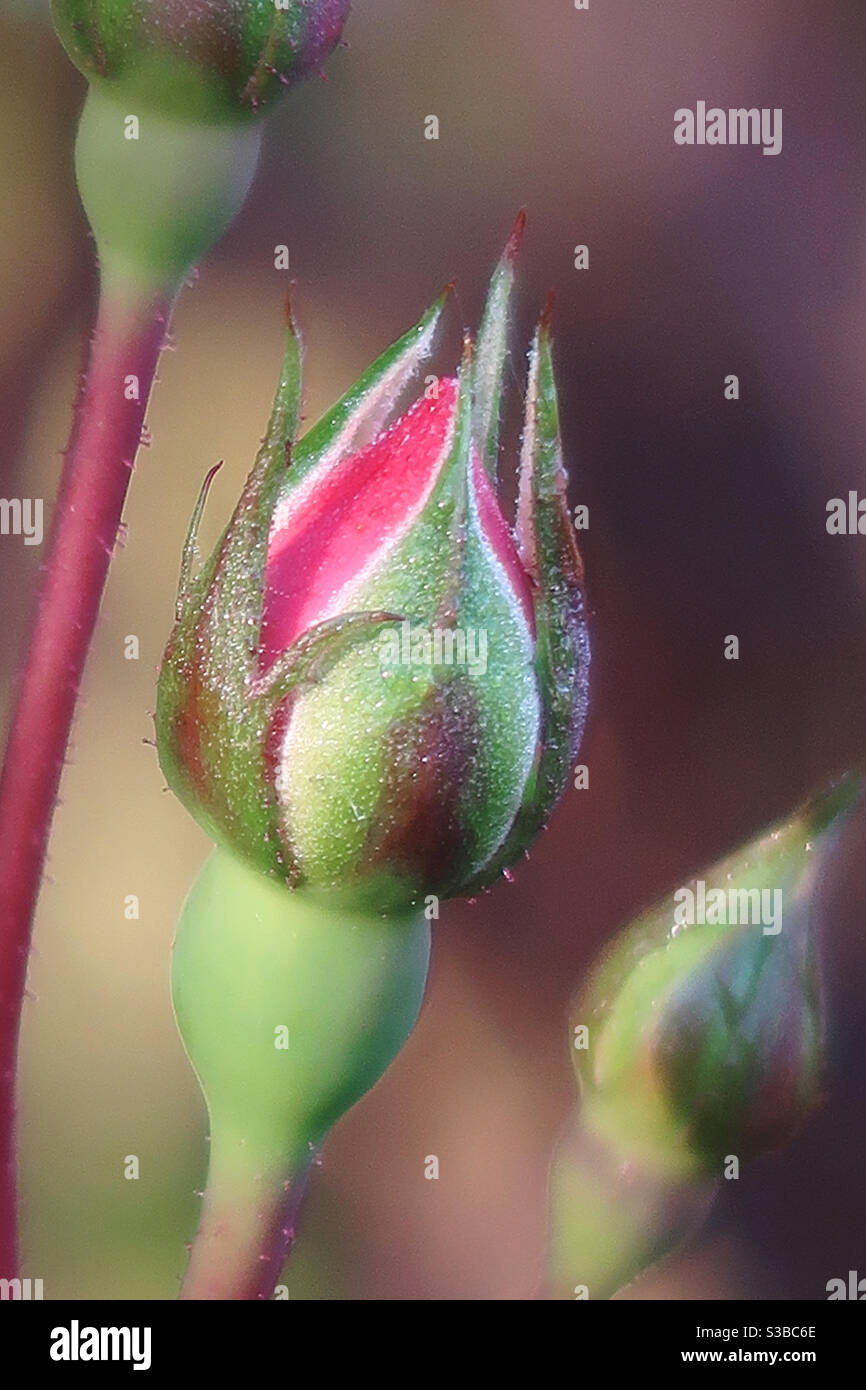 Closeup of rose bud Stock Photo