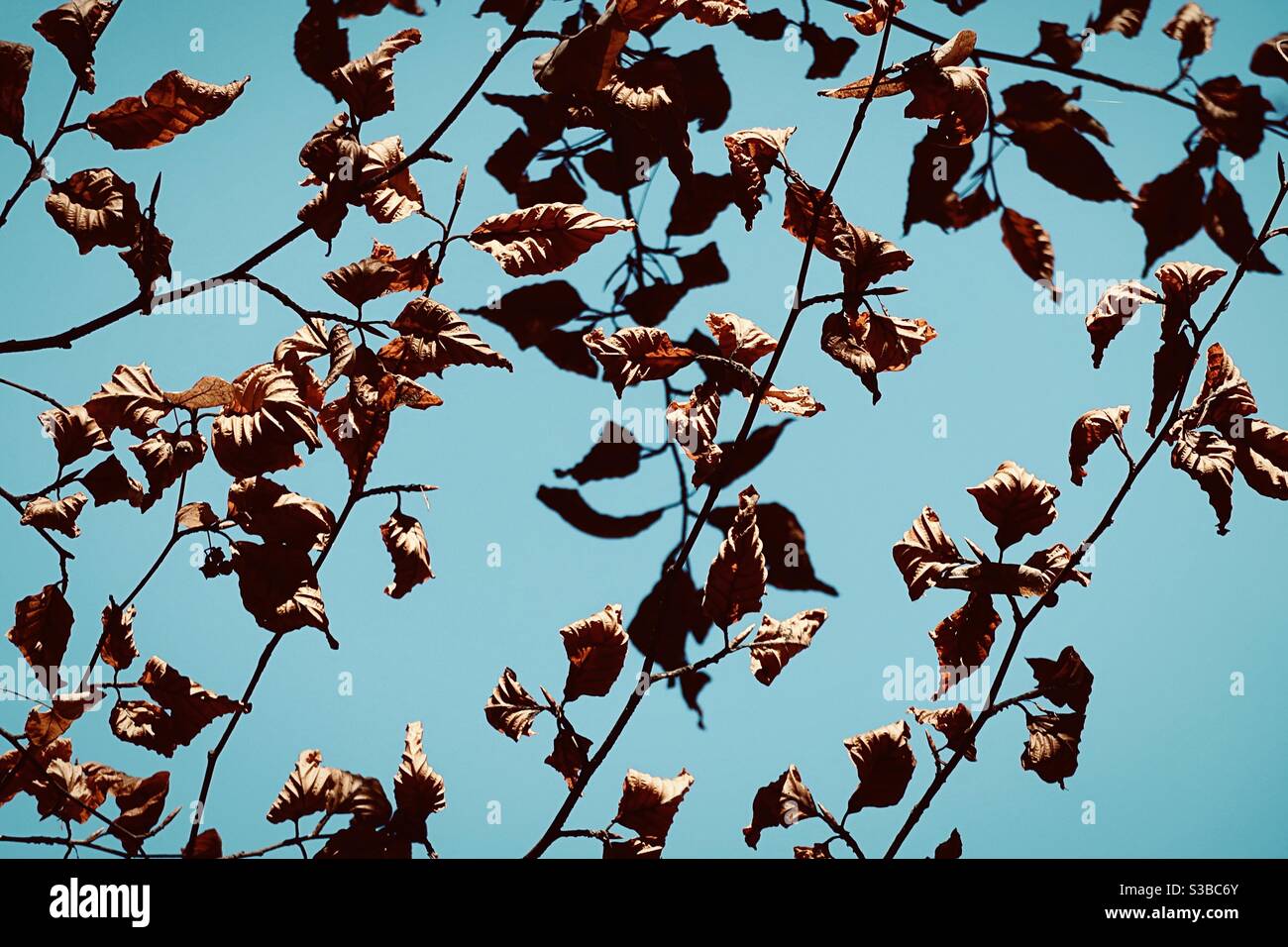 Dry brown leaves against clear sky Stock Photo