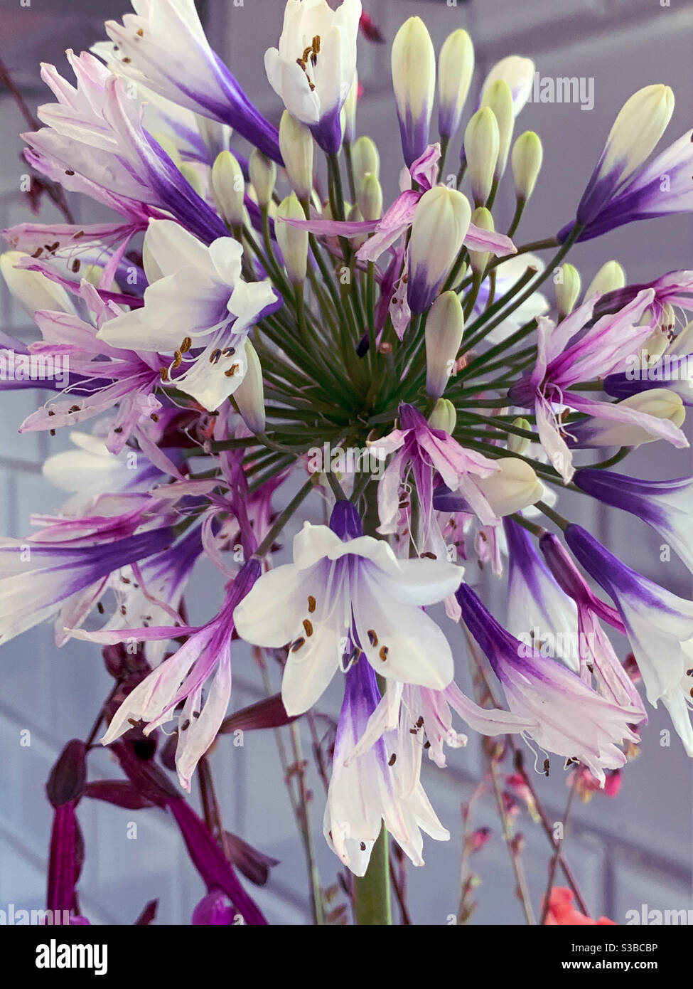 Pretty colours. Stunning fresh snowy looking white and purple Agapanthus flowers - Smartphone Captured Stock Image