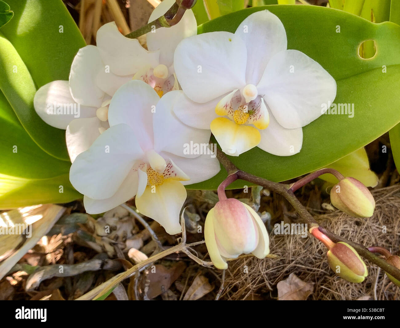 Nature’s perfect arrangement, these delicate white Phalaenopsis Moth orchids sit attractively in their green leaves - Smartphone Captured Stock Image