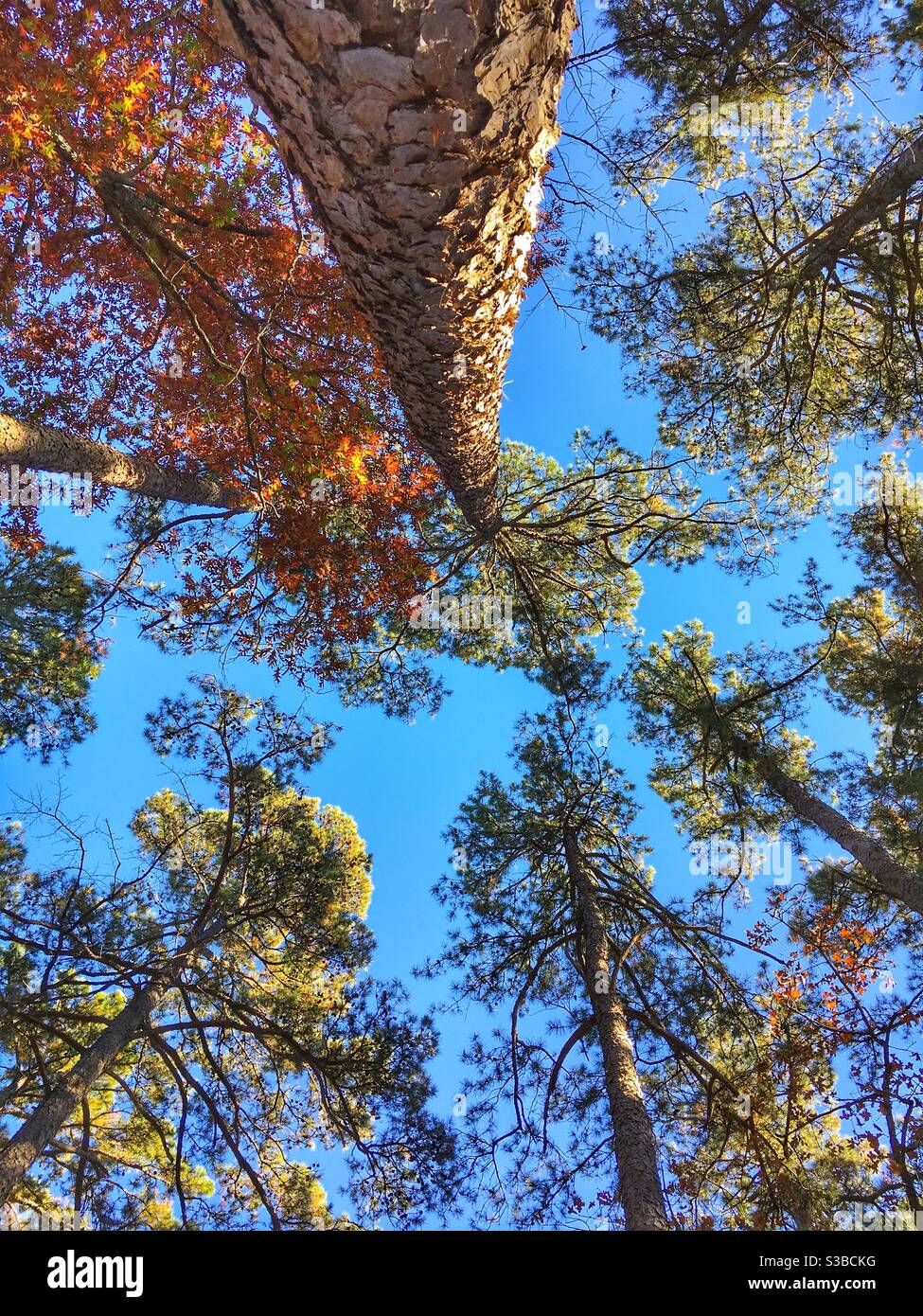 Fall pine trees in Oklahoma Stock Photo