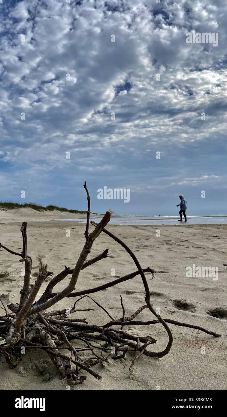 Woman collects beach shells on a cloudy morning Stock Photo