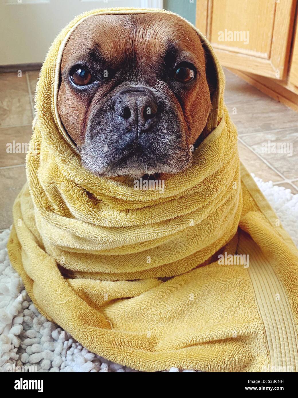 A french bulldog wrapped in a towel after a bath Stock Photo - Alamy