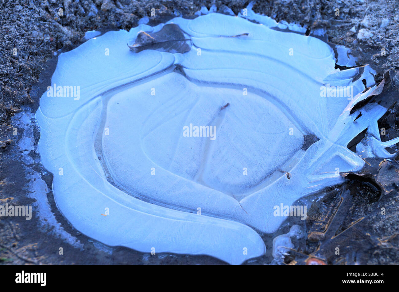 Frozen water in a small autumn puddle - Smartphone Captured Stock Image