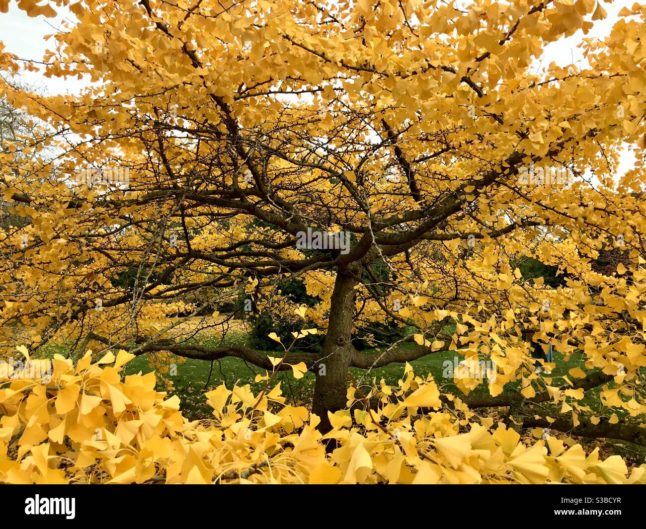 Ginkgo biloba tree hi-res stock photography and images - Alamy
